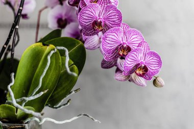 pencerede mor orkide