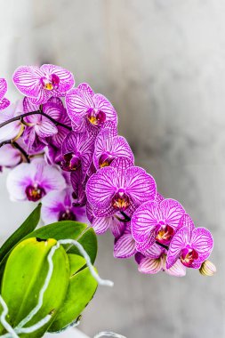 pencerede mor orkide