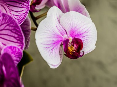 pencerede mor orkide