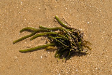 Yazın bir kumsalın kumsal desenine yakın çekim