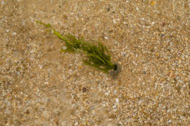 Yazın bir kumsalın kumsal desenine yakın çekim