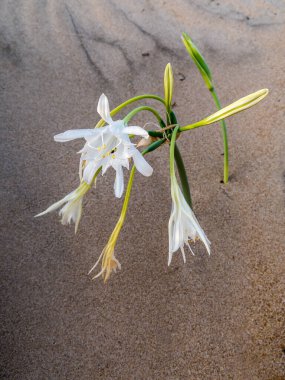 Kum zambağı ya da deniz nergisinin yakın çekim görüntüsü. Pancratium maritimum, yabani bitki, beyaz çiçek, kumlu plaj arka planı.