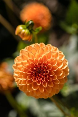 Dahlia Sylvia cultivated in a garden in Madrid