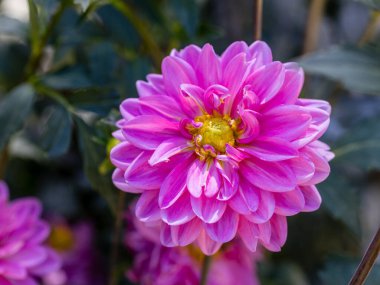 Dahlia Onesta cultivated in a garden in Madrid