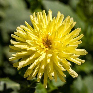 Dahlia Kennemerland cultivated in a garden in Madrid