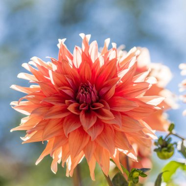 Dahlia Color Spectacle cultivated in a garden in Madrid