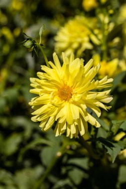 Dahlia Kennemerland cultivated in a garden in Madrid