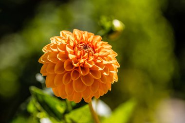 Dahlia Sylvia cultivated in a garden in Madrid
