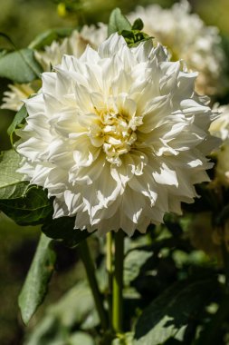 Dahlia Fleurel cultivated in a garden in Madrid