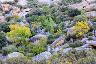 Pedriza Bölgesel Parkı 'ndaki dağları izleyen bir çocuğun panoramik görüntüsü.
