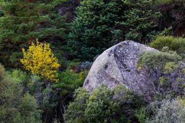 Pedriza Bölgesel Parkı 'ndaki dağları izleyen bir çocuğun panoramik görüntüsü.