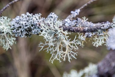 lichen on oak branches in la pedriza, sierra de guadarrama, madrid