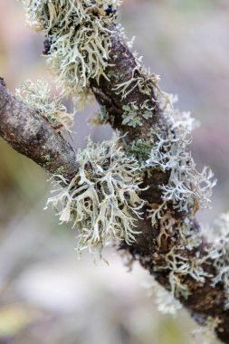 lichen on oak branches in la pedriza, sierra de guadarrama, madrid