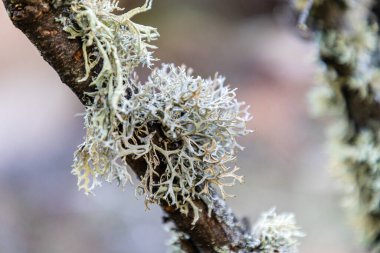 lichen on oak branches in la pedriza, sierra de guadarrama, madrid