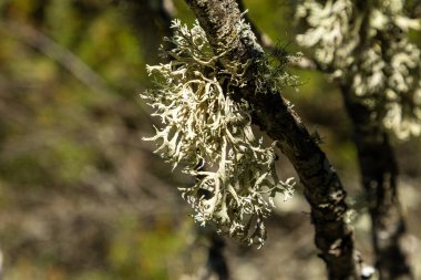 lichen on oak branches in la pedriza, sierra de guadarrama, madrid