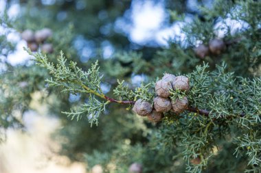 wild fruit berries in la pedriza, sierra de guadarrama, madrid