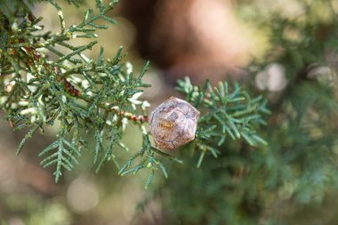 wild fruit berries in la pedriza, sierra de guadarrama, madrid