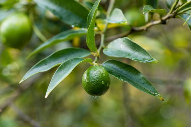 Limequat on the branch of the tree