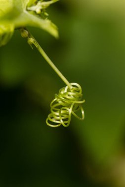 Abstract leaf spiral close-up in a blurred background