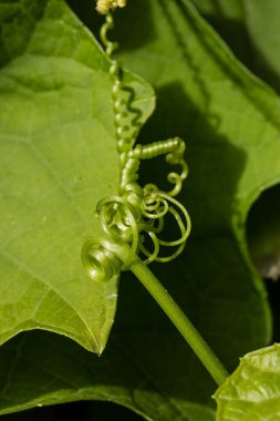 Abstract leaf spiral close-up in a blurred background