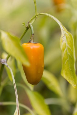 piquillo pepper grown in an orchard