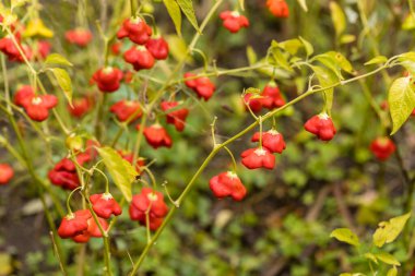 pepper grown in an orchard