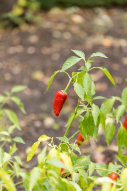 serrano pepper grown in an orchard