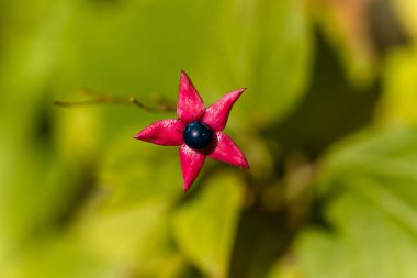 Flowers and fruit of Clerodendrum Trichotomum Harlequin Glorybower, Glorytree or Peanut Butter tree.