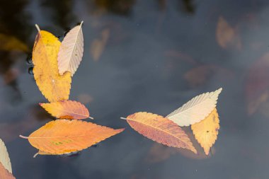 leaves in autumn floating on the water