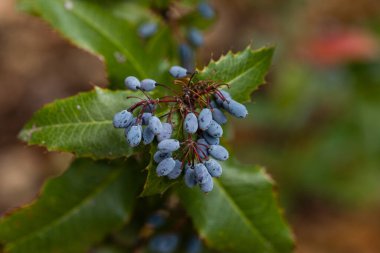 Fruits, on the branch of the plant named Mahoberberis Aquisargentii
