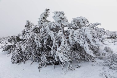 tree branches covered by snow in the port of Navacerrda in the Sierra de Guadarrama in Madrid