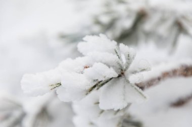 tree branches covered by snow in the port of Navacerrda in the Sierra de Guadarrama in Madrid