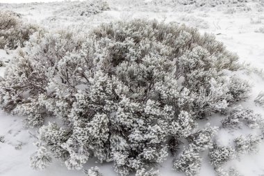 tree branches covered by snow in the port of Navacerrda in the Sierra de Guadarrama in Madrid