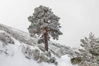 port of Navacerrda in the Sierra de Guadarrama in Madrid