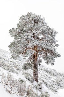 port of Navacerrda in the Sierra de Guadarrama in Madrid