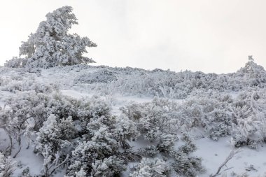 tree branches covered by snow in the port of Navacerrda in the Sierra de Guadarrama in Madrid
