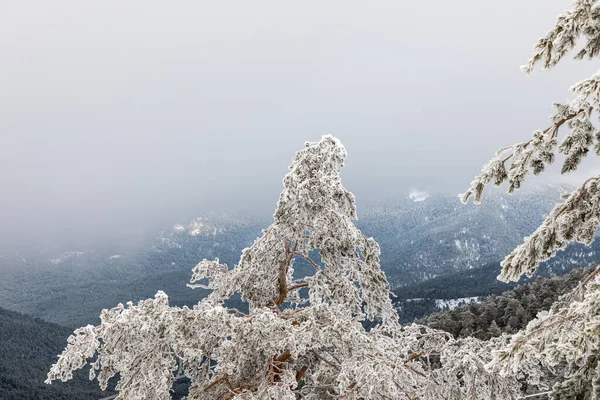 Strom Větve Pokryté Sněhem Přístavu Navacerrda Sierra Guadarrama Madridu — Stock fotografie