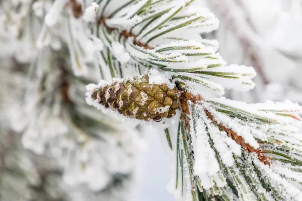 松ぼっくりと霜で覆われた枝のクローズ アップ — ストック写真