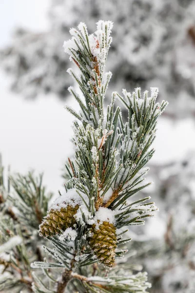 松ぼっくりと霜で覆われた枝のクローズ アップ — ストック写真