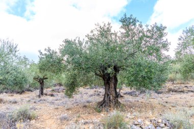 Olive trees in the fields of Madrid. Spain.