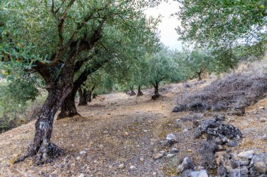 Olive trees in the fields of Madrid. Spain.