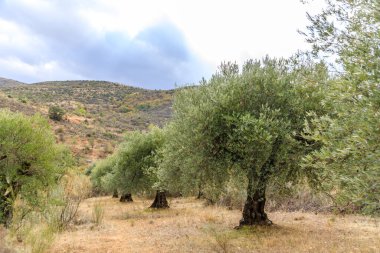 Olive trees in the fields of Madrid. Spain.
