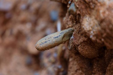 Yüzyıllar boyunca İspanya 'nın Guadalara ve Madrid eyaletleri arasında 