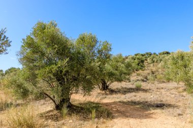 Olive trees in the fields of Madrid. Spain.