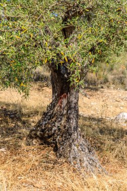 Olive trees in the fields of Madrid. Spain.