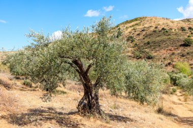 Olive trees in the fields of Madrid. Spain.