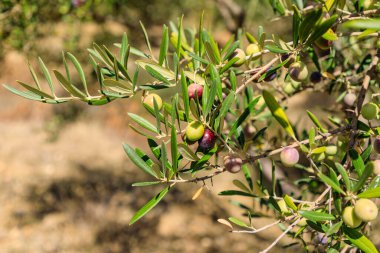 Olives hanging from an olive tree during the summer in Madrid in a community garden