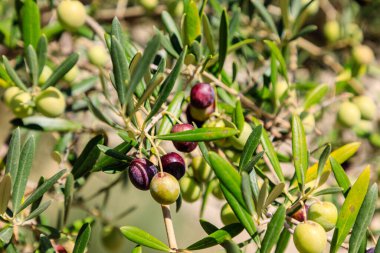 Olives hanging from an olive tree during the summer in Madrid in a community garden