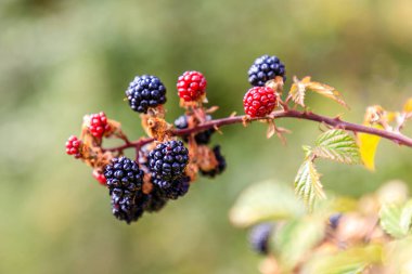 wild blackberry in the mountains of Madrid