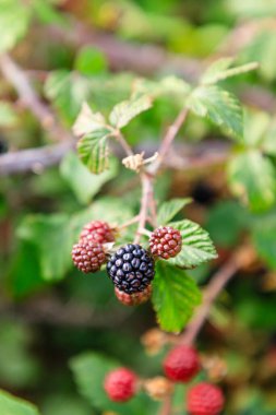 wild blackberry in the mountains of Madrid